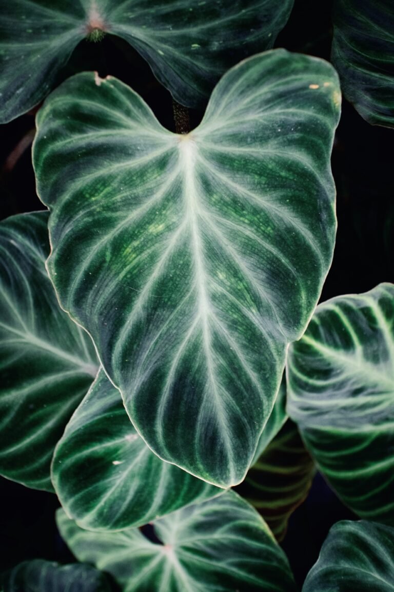 Alocasia