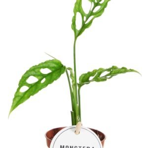 Monstera obliqua 'Peru'