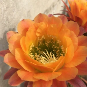 Echinopsis "Apricot Glow" Hybrid