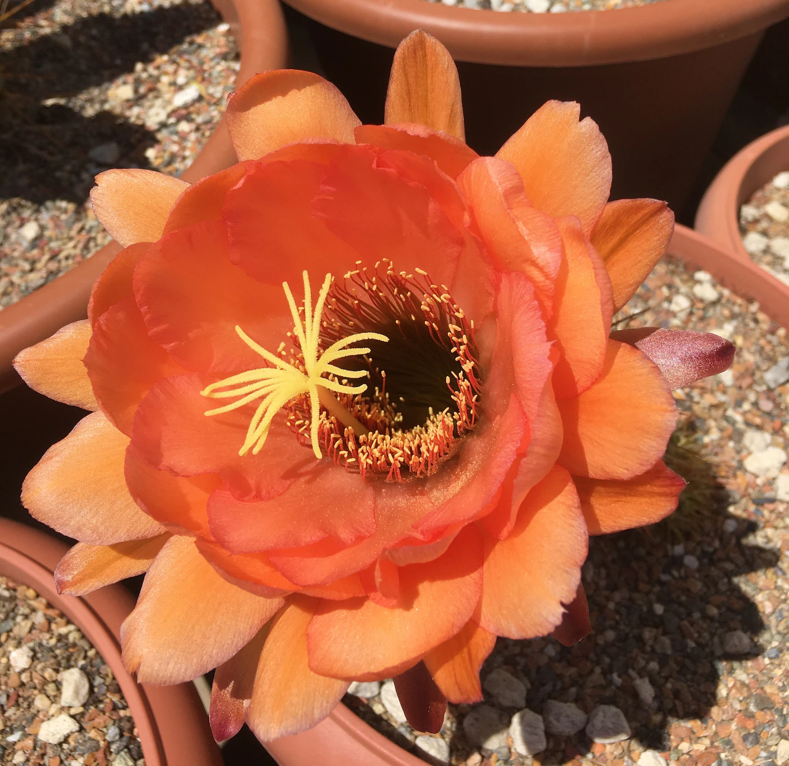 Echinopsis Hybrid: Orange Ruffled Flowers - Gräsers Schönste X Liskes Prachtstück - Image 2